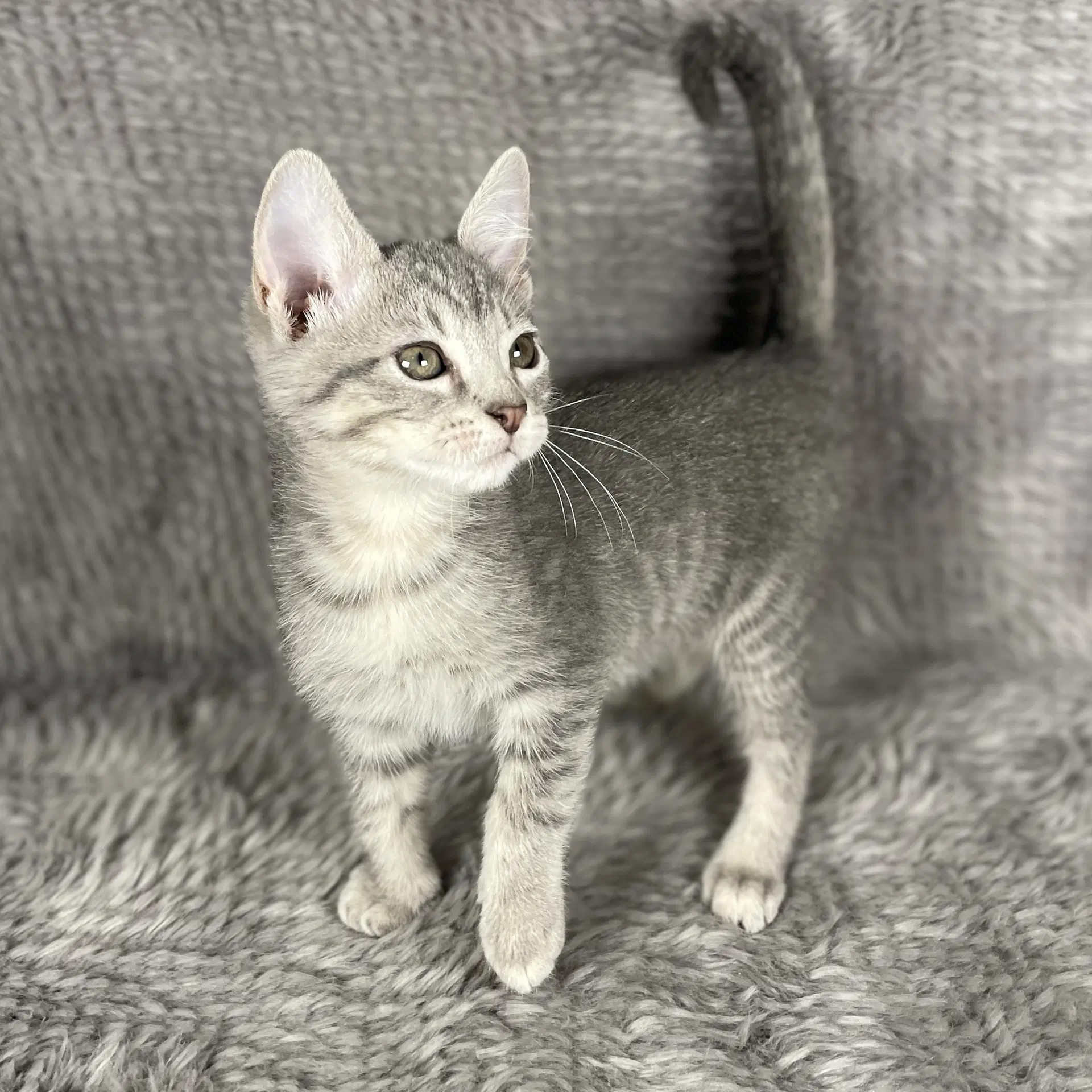 Haymitch - Andrea Foster - Domestic Short Hair