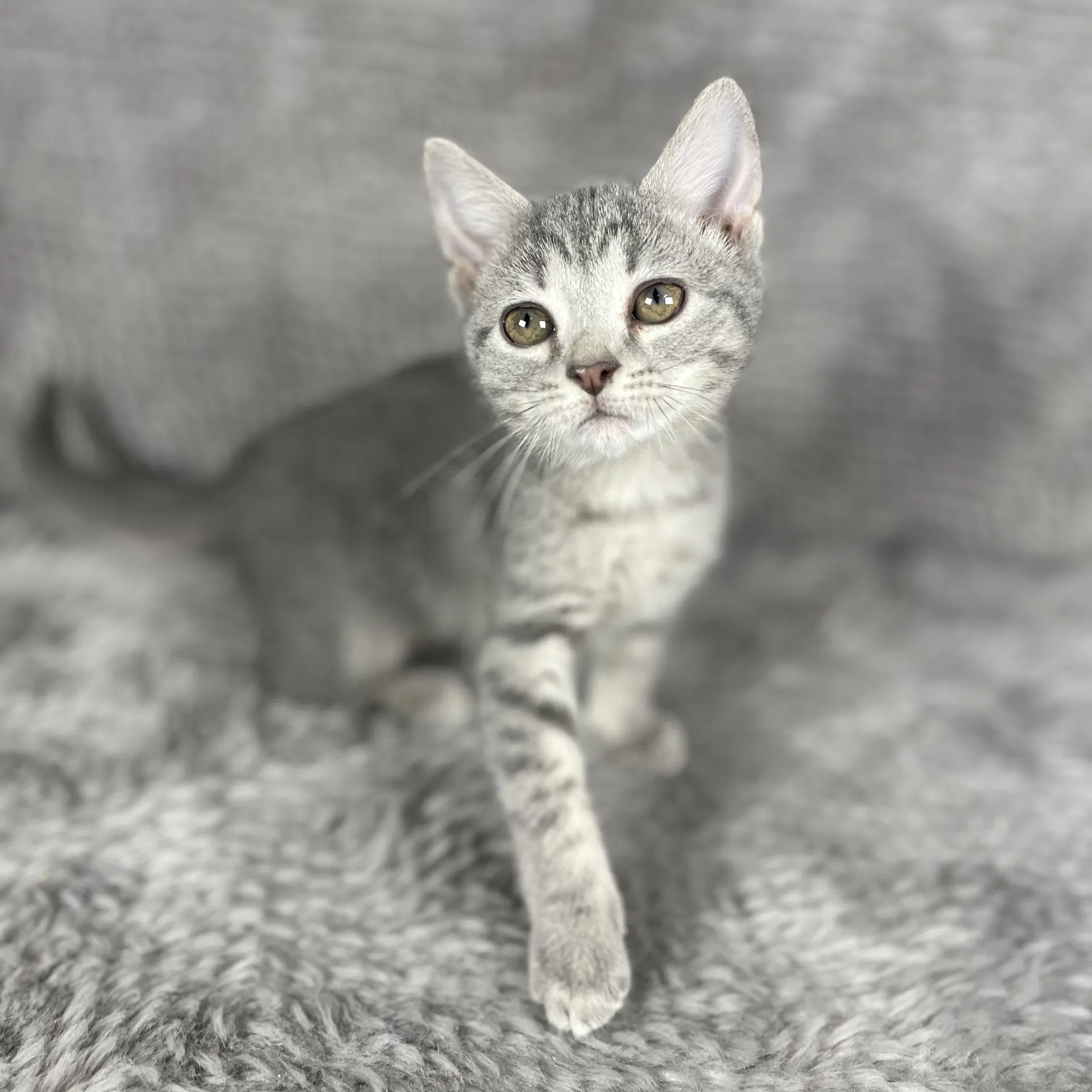 Primrose - Andrea Foster - Domestic Short Hair