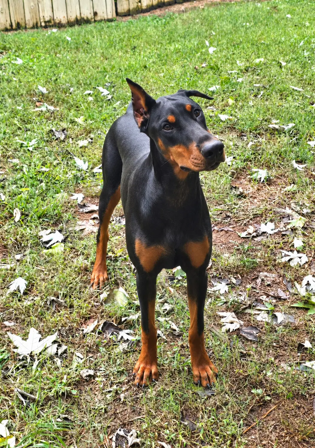 Sage - Doberman Pinscher