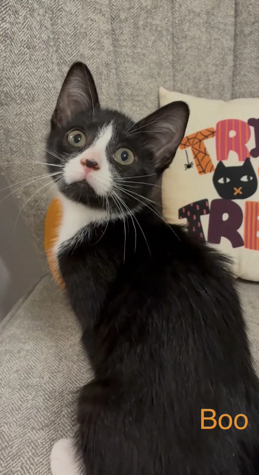 Boo - Domestic Short Hair