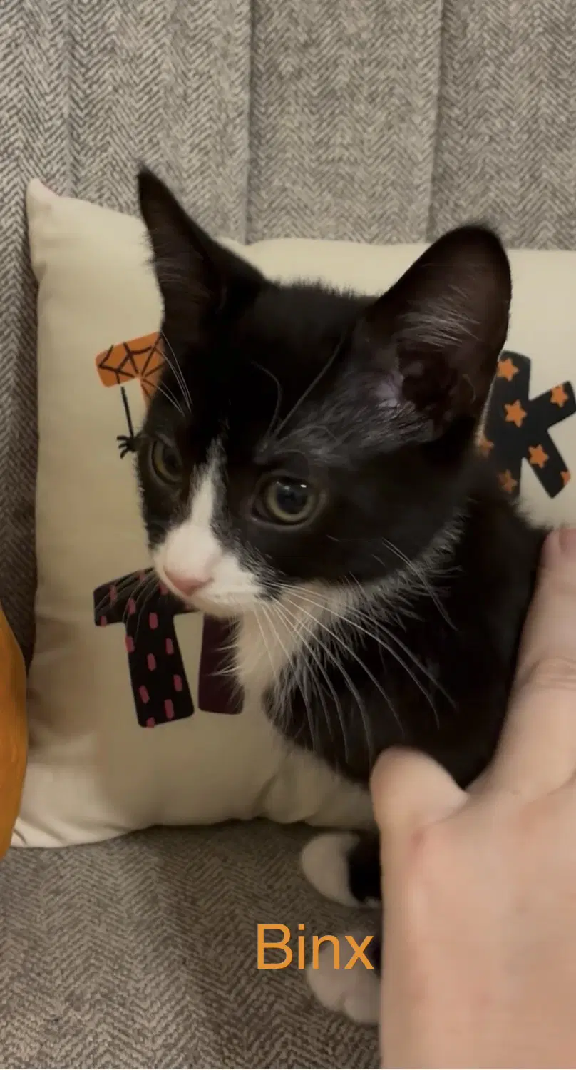 Binx - Domestic Short Hair