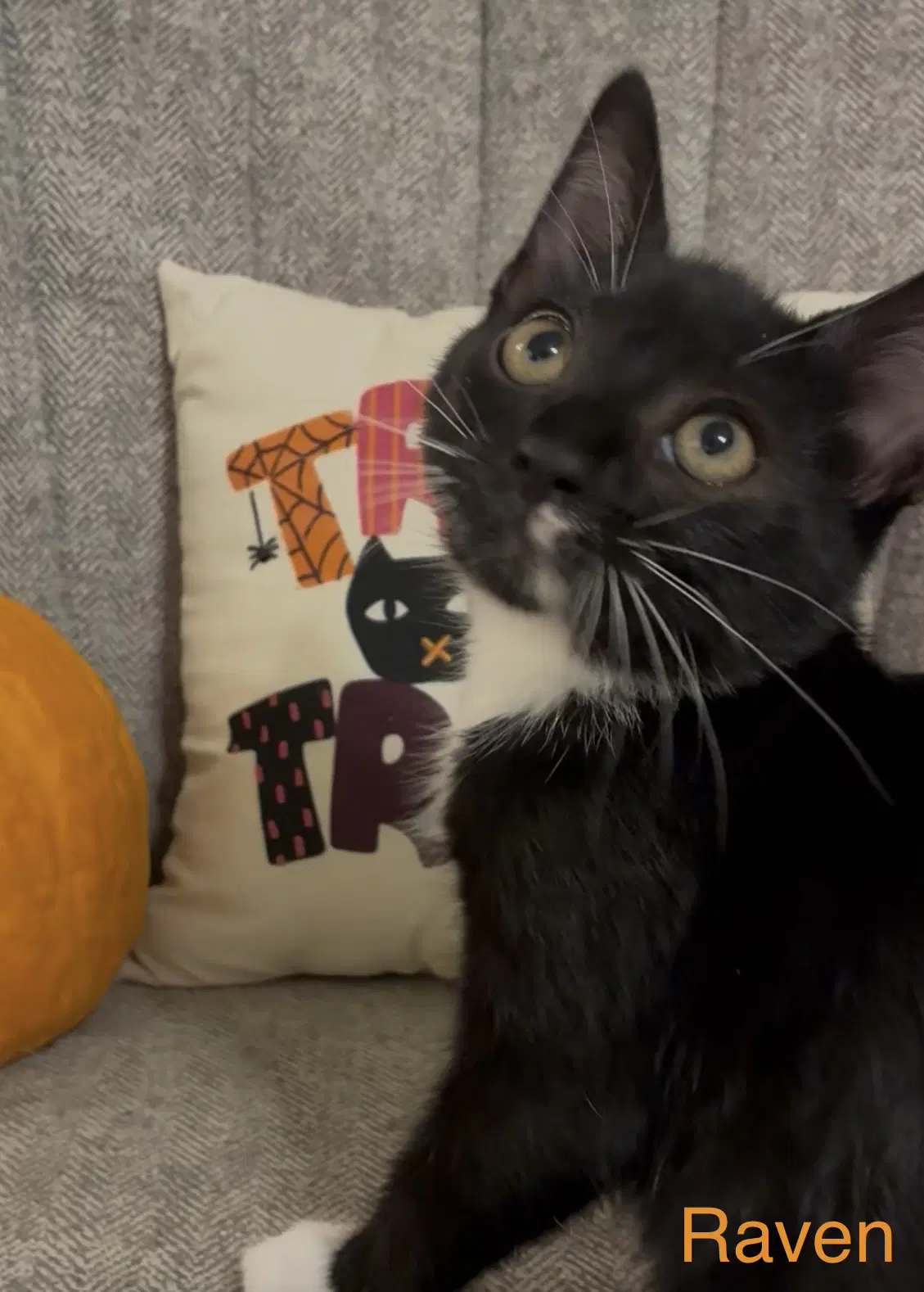 Raven - Domestic Short Hair