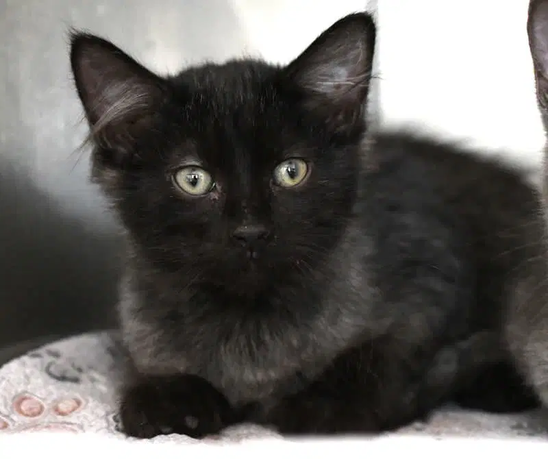 Cobweb - Domestic Short Hair