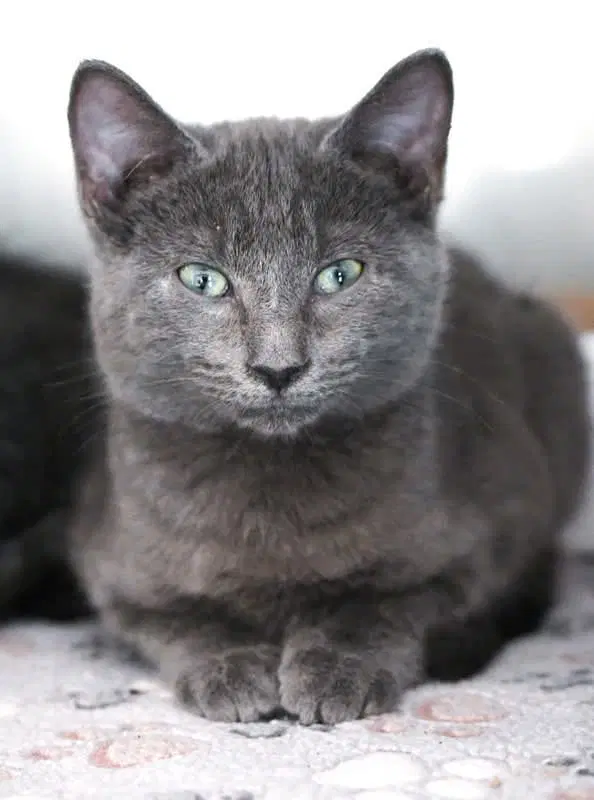 Tricky - Domestic Short Hair