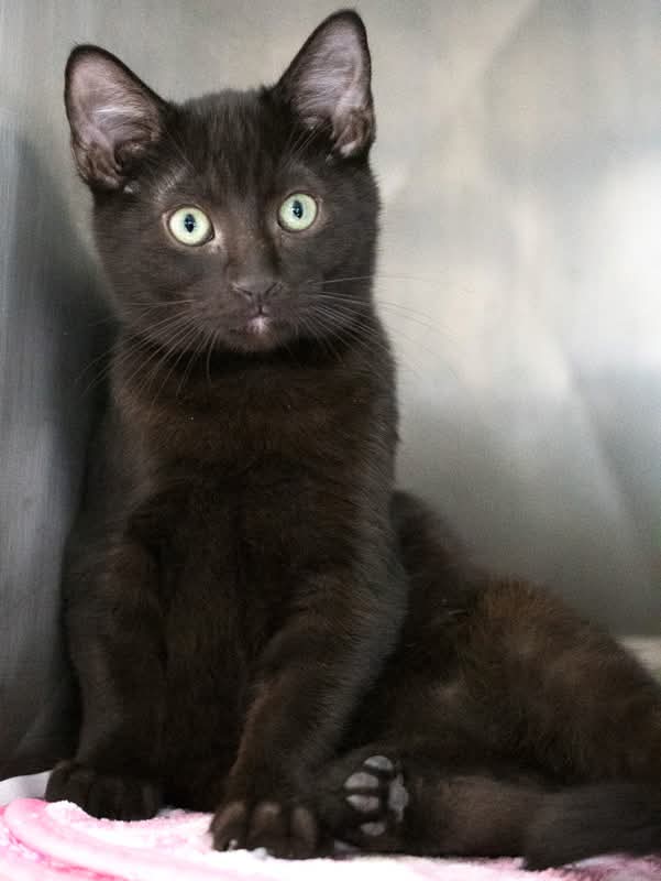 Binx