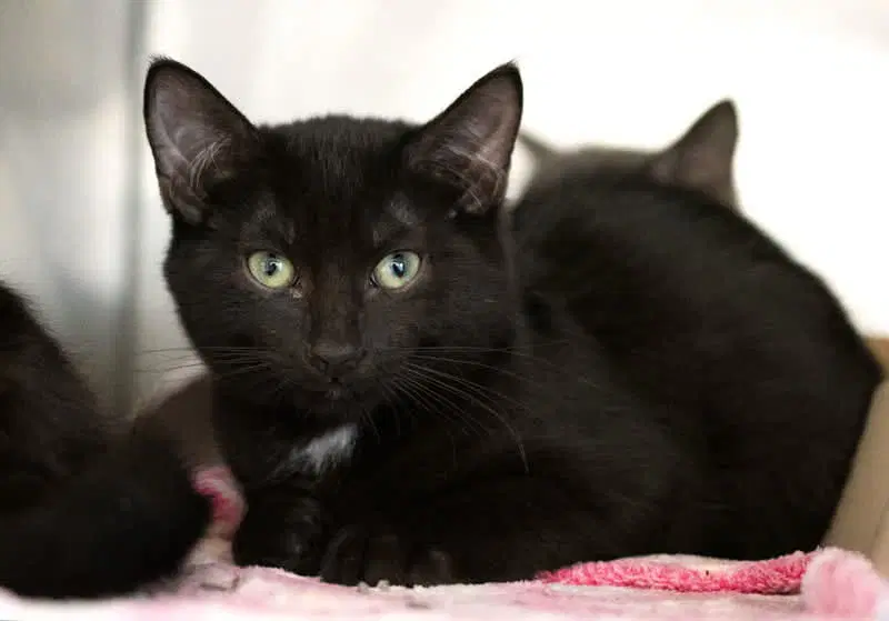 Ichabod - Domestic Short Hair