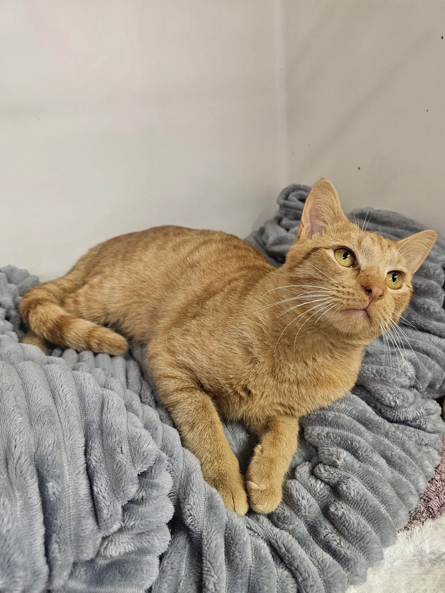 Pumpkin - Domestic Short Hair