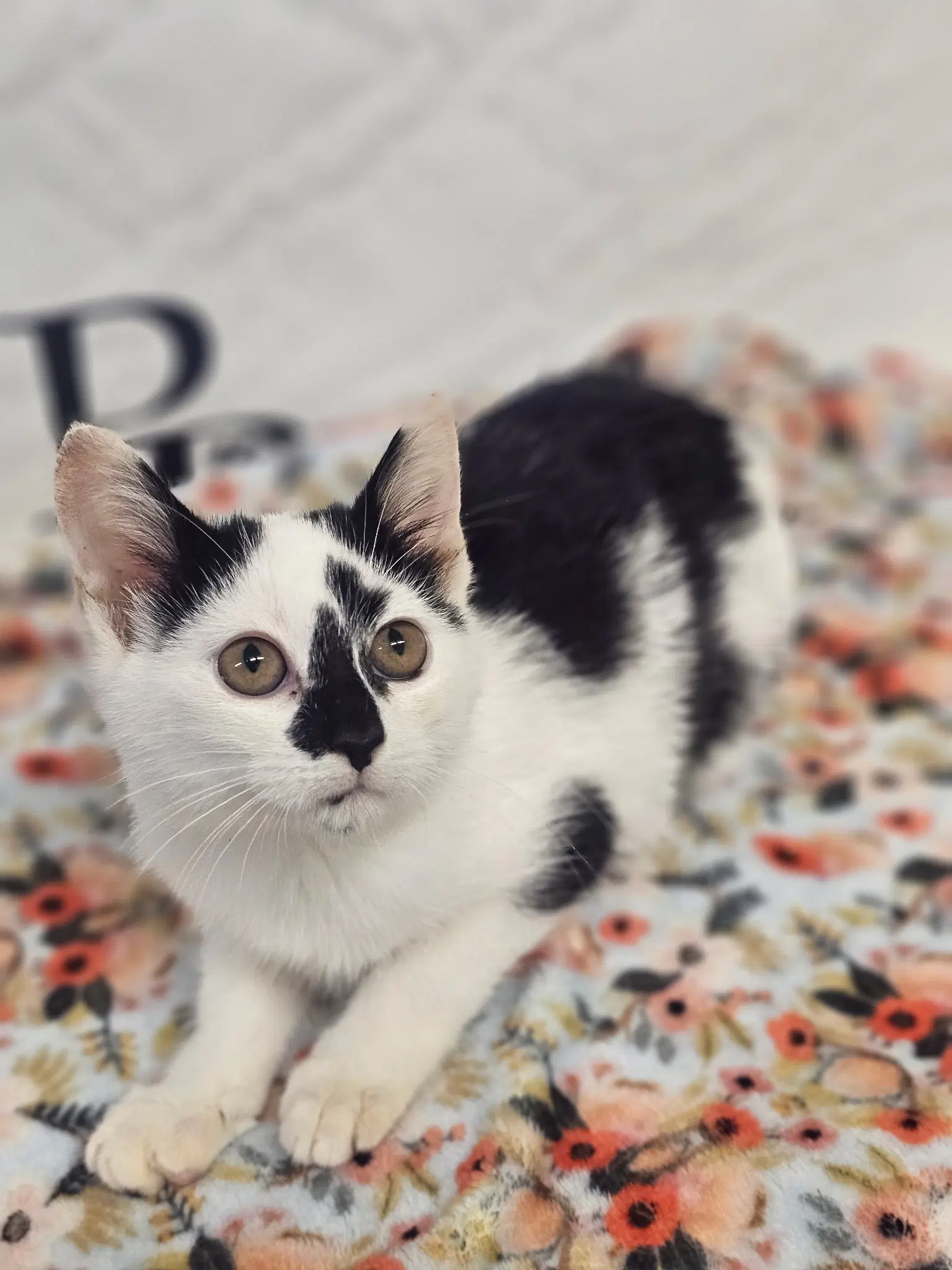 Buttons - Domestic Short Hair