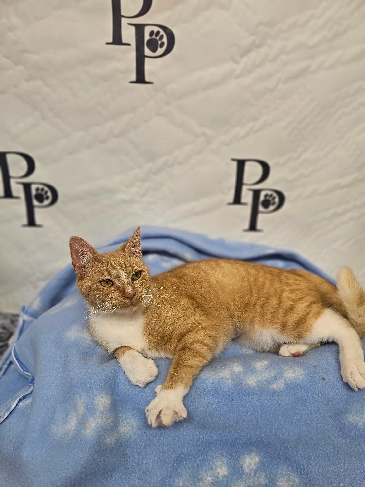 Candy Corn - Domestic Short Hair