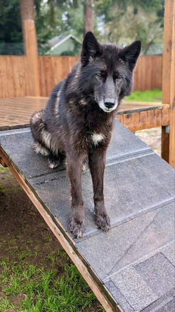 adoptable Dog in Eugene, OR named COURTESY POSTING: Shoneah (aka: 