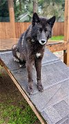 adoptable Dog in eugene, OR named COURTESY POSTING: Shoneah (aka: "Sho")