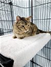 adoptable Cat in  named Tilly