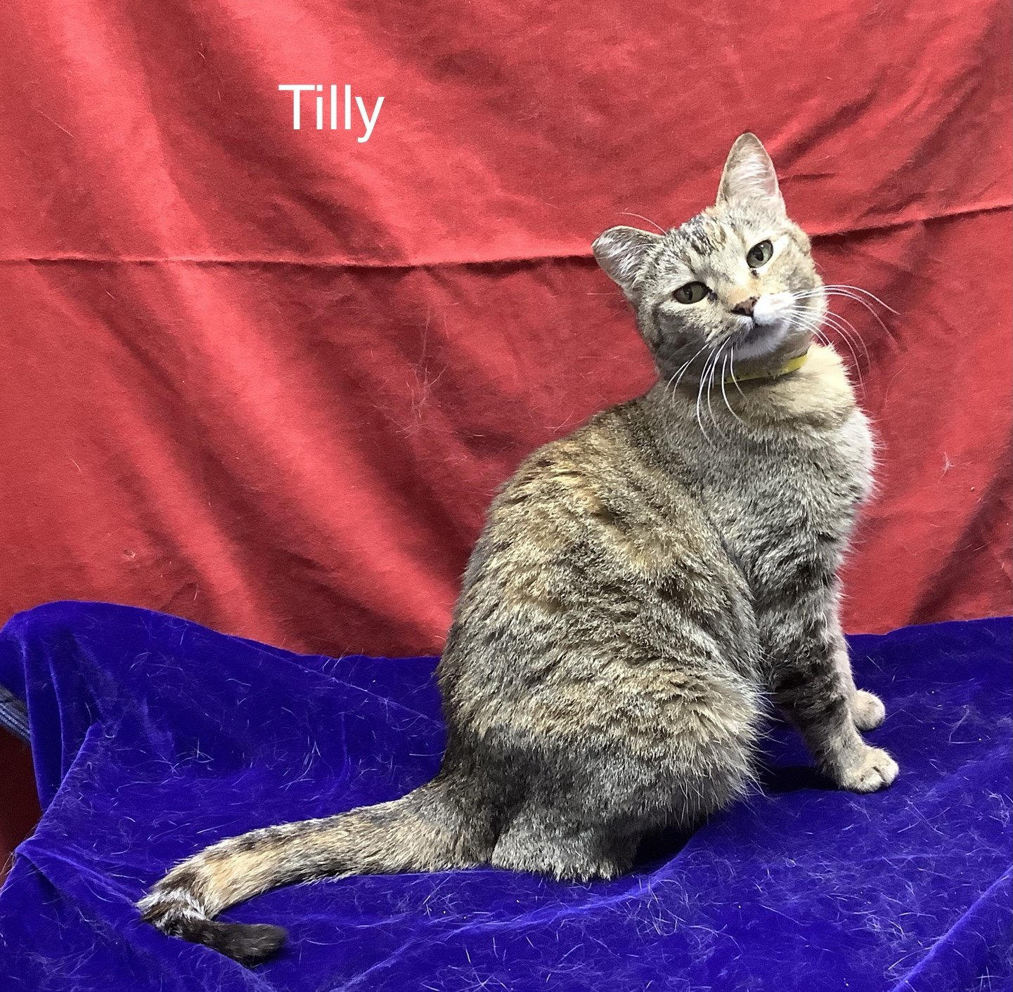 adoptable Cat in Alturas, CA named Tilly
