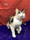 adoptable Cat in  named Kelly: Petco Klamath Falls