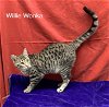 adoptable Cat in , OR named Willy Wonka: Petco Klamath Falls