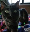 adoptable Cat in Alturas, CA named Zorro - Your best buddie!