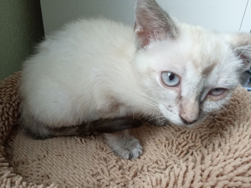 adoptable Cat in Alturas, CA named Nebula