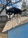 adoptable Dog in  named COURTESY POST FOR EUGENE OREGON: Four Brothers