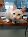 adoptable Cat in  named Uri