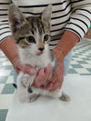 adoptable Cat in Alturas, CA named Astro