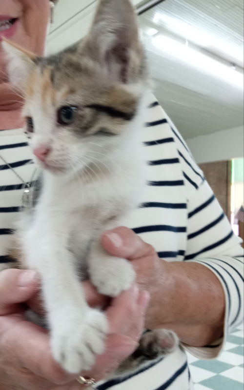 adoptable Cat in Alturas, CA named Adora