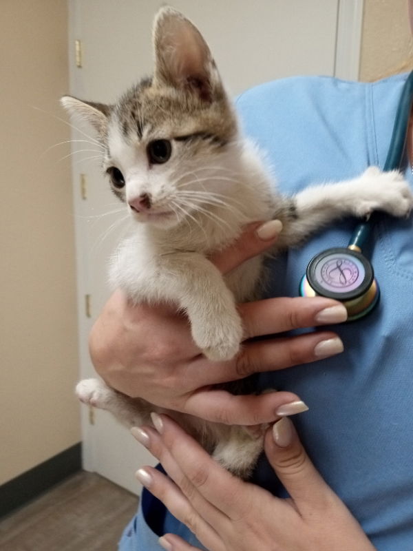 adoptable Cat in Alturas, CA named Amaretta