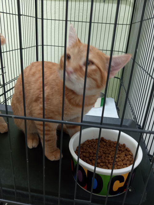 picture of the cat needing adoption