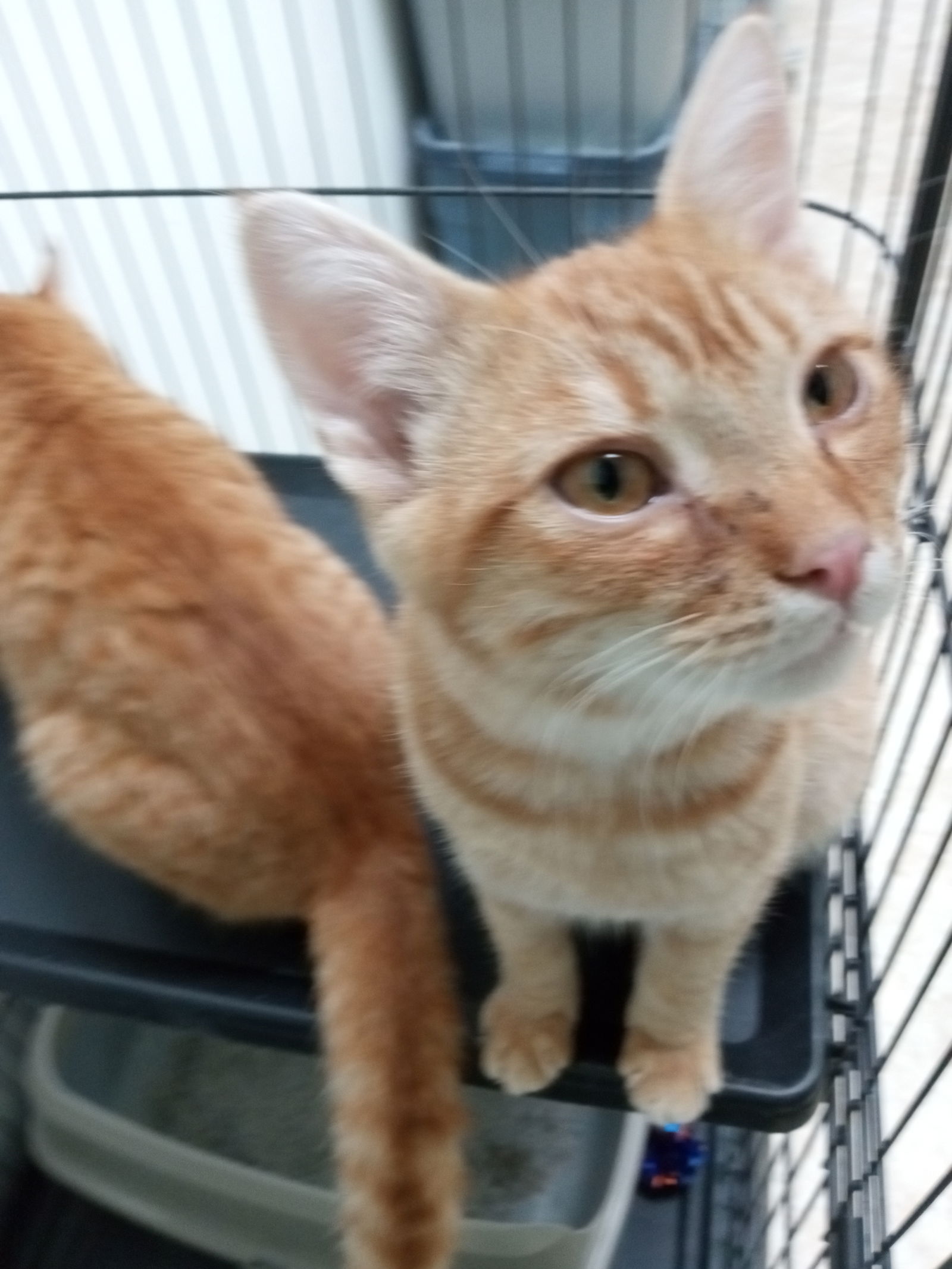 adoptable Cat in Alturas, CA named Valentino