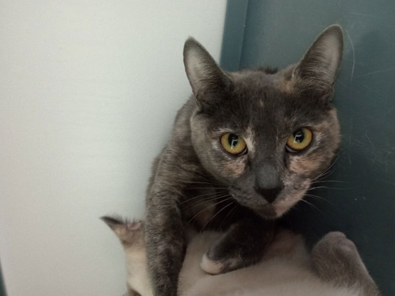 adoptable Cat in Alturas, CA named Delta Dawn