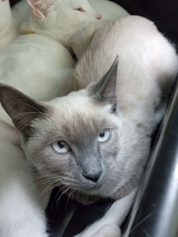 adoptable Cat in Alturas, CA named Daffodil