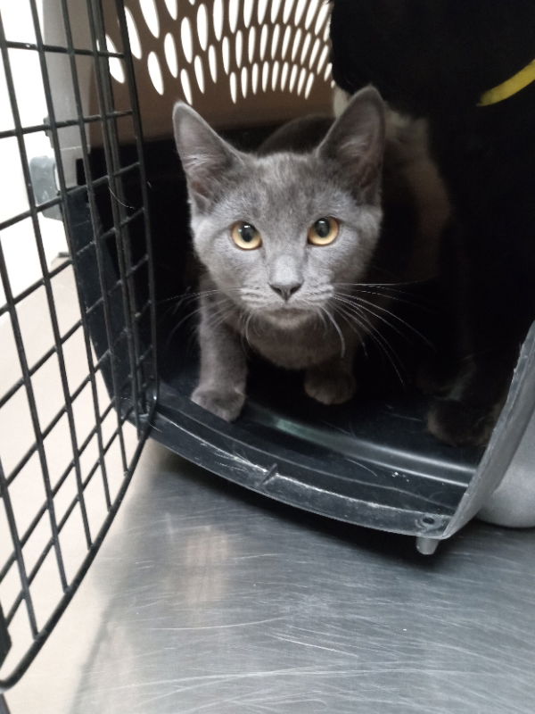 adoptable Cat in Alturas, CA named Daylily