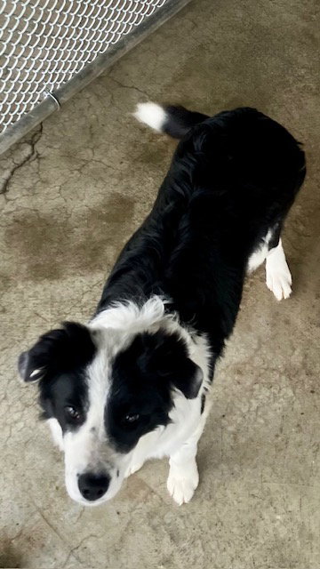Dixie