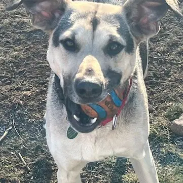 Sophie - Shepherd