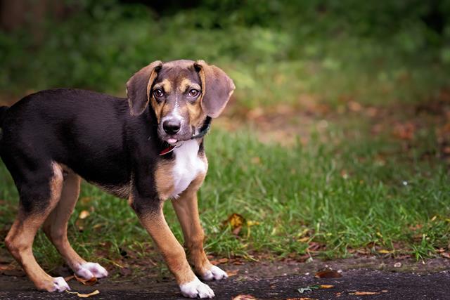 adoptable Dog in Belleville, IL named COPPER