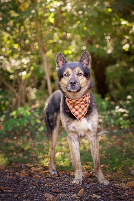 adoptable Dog in Belleville, IL named TOM