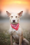 adoptable Dog in  named CYRUS