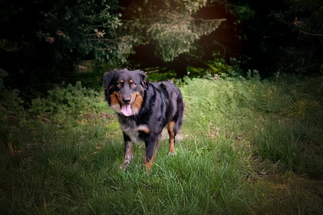 adoptable Dog in Belleville, IL named BRUNO