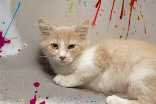 adoptable Cat in Belleville, IL named GOODLES