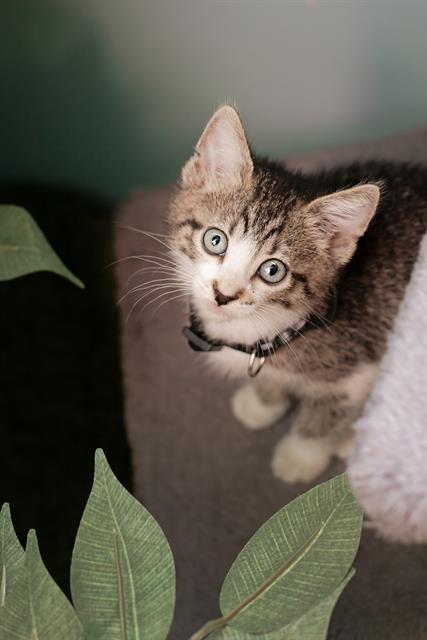 adoptable Cat in Belleville, IL named BUTCHY
