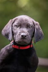 adoptable Dog in  named PETER GREEN