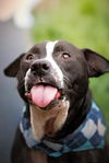 adoptable Dog in  named ELMER