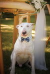 adoptable Dog in , IL named CHICO