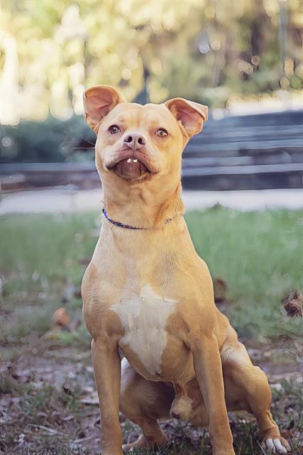 picture of the dog needing adoption