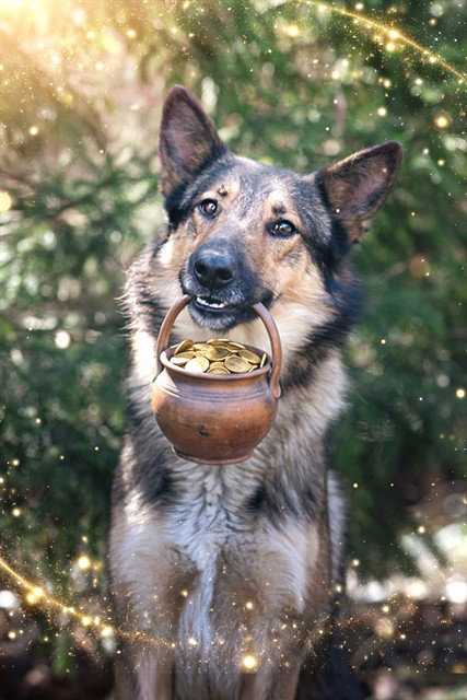 picture of the dog needing adoption