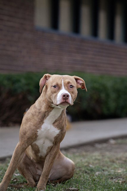 picture of the dog needing adoption