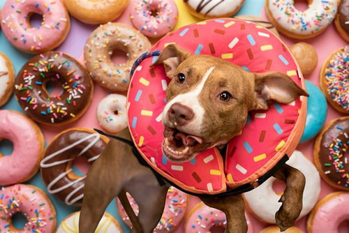 picture of the dog needing adoption