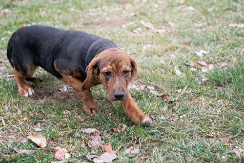 picture of the dog needing adoption