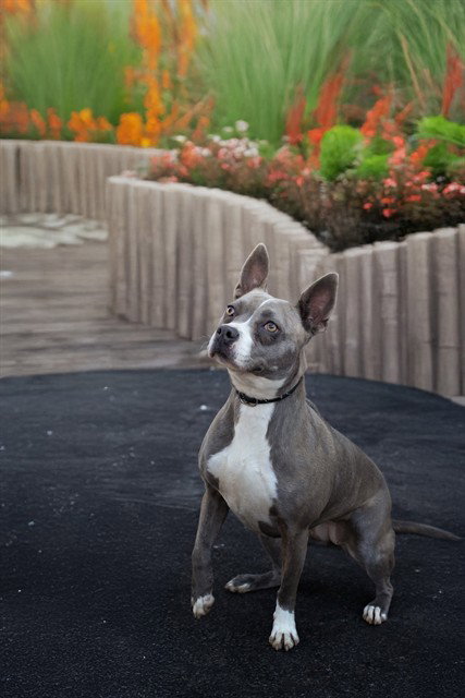 picture of the dog needing adoption