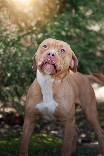 picture of the dog needing adoption