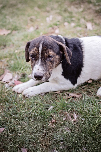 Hound